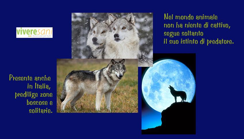 Da sempre, il lupo è protagonista di favole e leggende Da sempre, il lupo è protagonista di favole e leggende